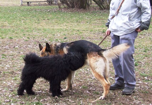 Berci bartkozik...s csendben...